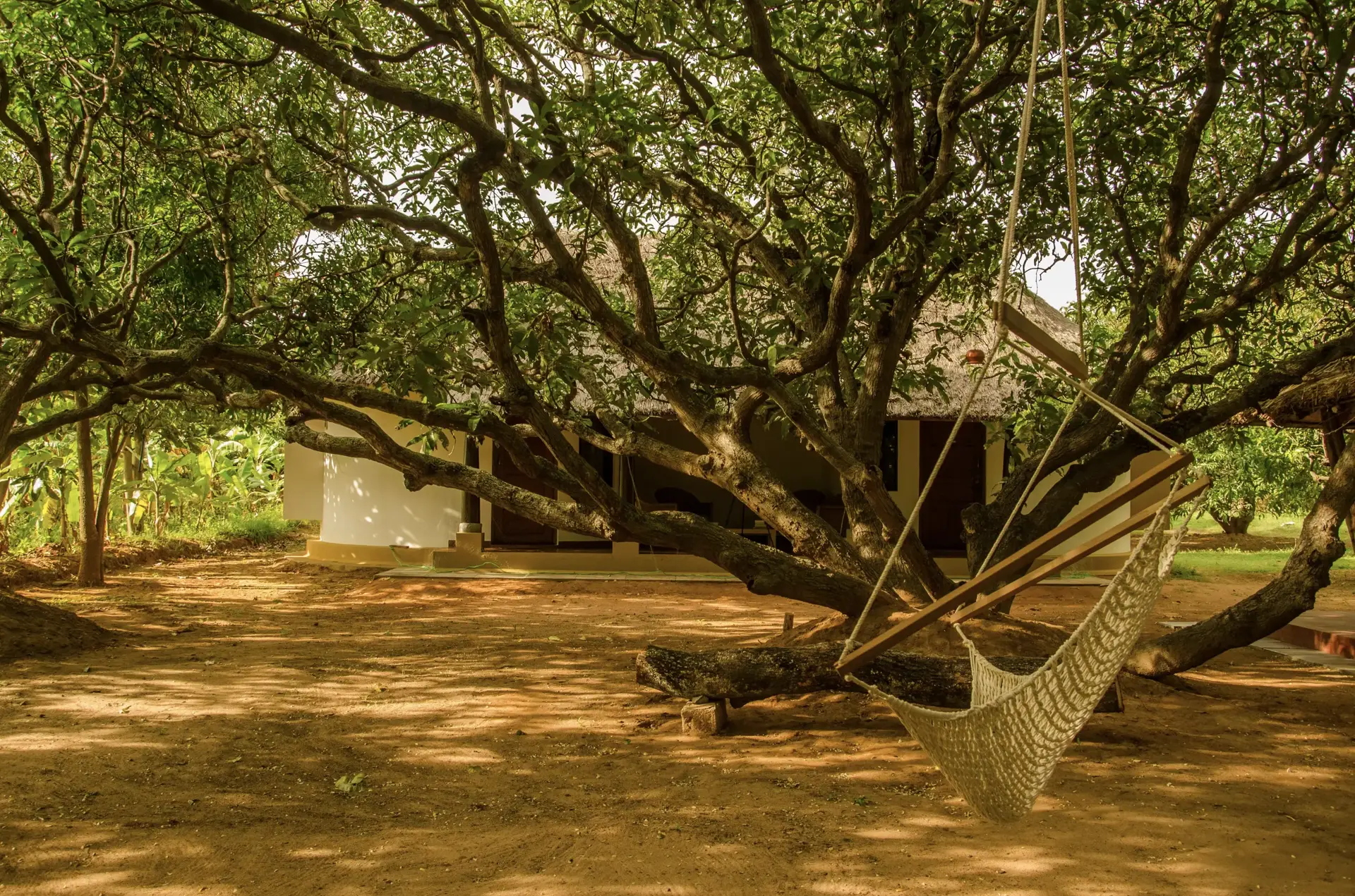 Eight acres of mango orchard along the Cauvery
