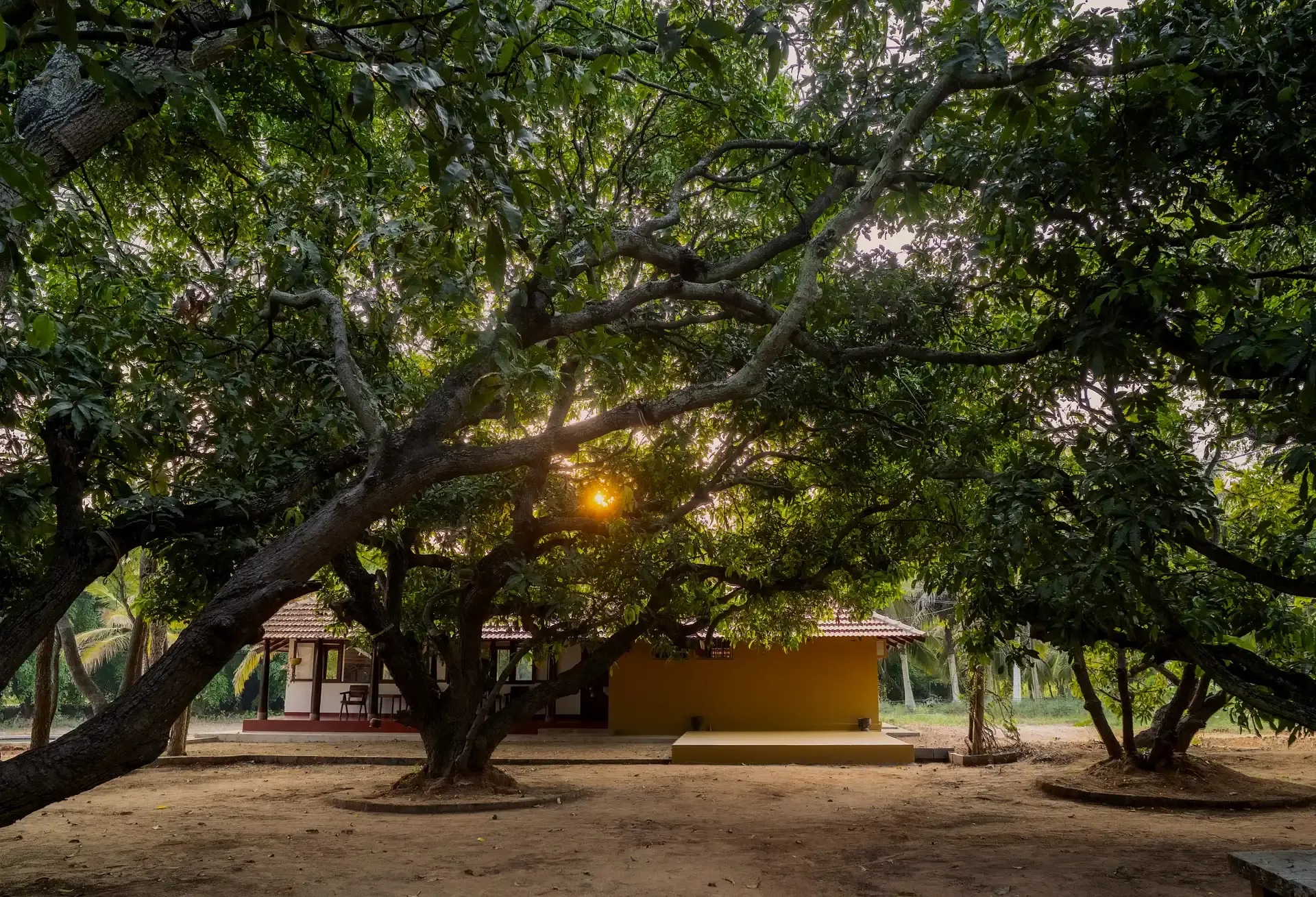 Mango Mulch farm at dusk under century-old trees